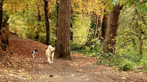 Dogs in Southern Woods at Quarry Bank, Cheshire